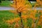 Autumn cultivation of tamarisks in the park with a lawn. the fine acicular leaves turned orange and yellow