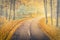 Autumn curved asphalt road in yellowed forest in misty haze