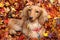 Autumn dachshund dog