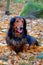 Autumn dachshund dog