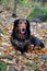 Autumn dachshund dog