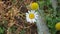 Autumn daisy flowers, chamomile flowers among dried herbs, autumn daisies