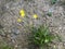 Autumn dandelion flower with yellow blossom