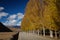 Autumn in Daocheng County