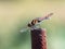 Autumn darter dragonfly resting near Japan farm 3