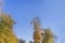 Autumn day. Bright blue sky background with Airplane and diagonal jet plane trace. Dove on streetlamp