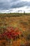 Autumn day on the colorful swamp