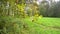 Autumn Day in Deciduous Forest - Moody Weather and Yellow Leaves