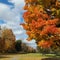 Autumn day with a glorious, colourful fall tree