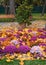 Autumn day.In the park, multicolored chrysanthemums grow on a flower bed.