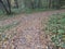 An autumn day in the park, a path and ground covered with much bronze leaves