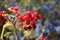 autumn day ripe viburnum bush large