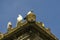 Autumn day on a stone ledge of the roof of a medieval building warms a group of wild pigeons