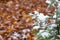 Autumn day. Thuja branches in the snow. First snow. Blurred background. Change of seasons