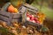 Autumn decor in the garden. Pumpkins, vegetable marrow  and red apples lying in wooden box on autumn background.  Autumn time.