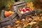 Autumn decor in the garden. Pumpkins, vegetable marrow  and red apples lying in wooden box on autumn background.  Autumn time.