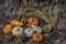 Autumn Decor Group of Gourds and Pine Needles