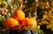 Autumn decor from pumpkins, berries and leaves on a white  wooden background. Concept of Thanksgiving day or Halloween. Flat lay