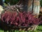 Autumn decoration of purple heather, ling flowers