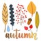 Autumn decoration set with leaves, berries and feathers. Vector collection for holiday design