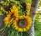 Autumn decoration with two large sunflower blossoms on a birch trunk and lots of green