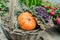 Autumn decorative composition in Wicker basket - orange decorative pumpkin, cabbage, Pernettya mucronata assembled together