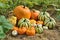 Autumn decorative pumpkins on field