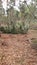 Autumn Deforestation in Canelones, Uruguay