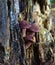 Autumn delicate, beautiful mushroom macro close up of fruiting fungi on a fallen rotting tree with moss during soft