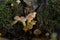 Autumn delicate, beautiful mushroom macro close up of fruiting fungi on a fallen rotting tree with moss during soft