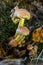 Autumn delicate, beautiful mushroom macro close up of fruiting fungi on a fallen rotting tree with moss during soft