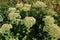 Autumn Delight Stonecrop, Sedum hybrid