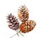 Autumn Delights - Dry Pine Cones, Isolated on White Background - Generative AI