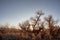 Autumn in desert valley and nearly bare tree branches Eastern Sierra Nevada, California