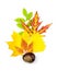 Autumn design element / beautiful real leaves