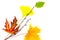 Autumn design element / beautiful real leaves