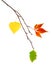 Autumn design element / beautiful real leaves