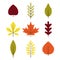 Autumn different leaves set in flat style. Red, green, yellow, orange leaf isolated