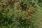 Autumn dogrose bush with red fruitage and green leaves