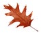 Autumn dried leaf of oak