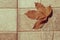 Autumn dried leaves . Close up view of fallen leaves in autumn . seasonal background .time and aging concept idea