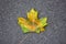 Autumn dry bright yellow-green maple leaf close-up on gray asphalt. rough surface texture
