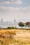 Autumn dry reeds field and Yeouido city panorama view at Sky park in Seoul, Korea