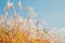 Autumn dry reeds under blue sky
