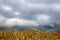 Autumn Dry stalks of Mature corn and clouds