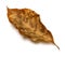 Autumn dry walnut leaf