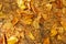Autumn dry withered yellow leaves closeup. Copy space, autumn concept.