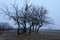 Autumn dull landscape in cold tones road bare trees dry grass