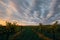 Autumn, earlier in the morning, the first rays of the sun illuminate the vineyards. North Caucasus, vineyards after harvest.