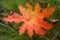 autumn early colors bright grass green lies leaf autumn fallen close leaf orange red beautiful